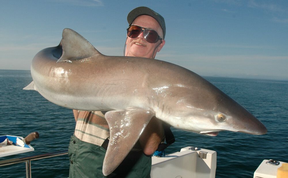 Getting started with shark fishing  Talk Sea Fishing - Sea Angling Forums  & Catch Reports