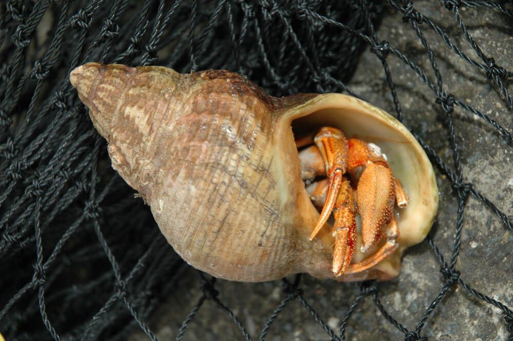 Fishing with hermit crab  Talk Sea Fishing - Sea Angling Forums & Catch  Reports
