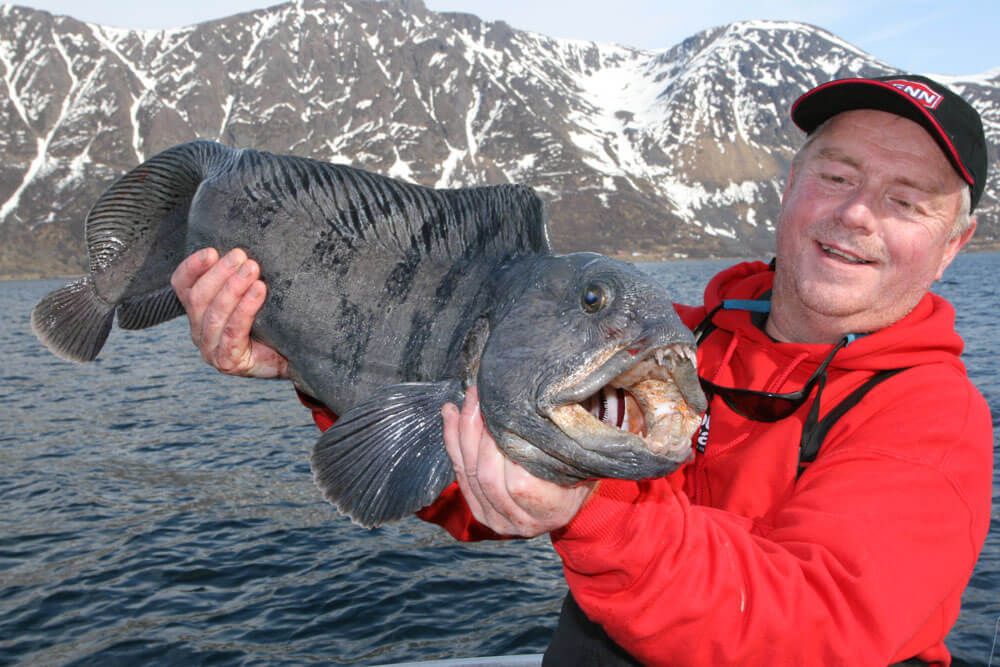 In the lair of the wolffish!  Talk Sea Fishing - Sea Angling Forums &  Catch Reports
