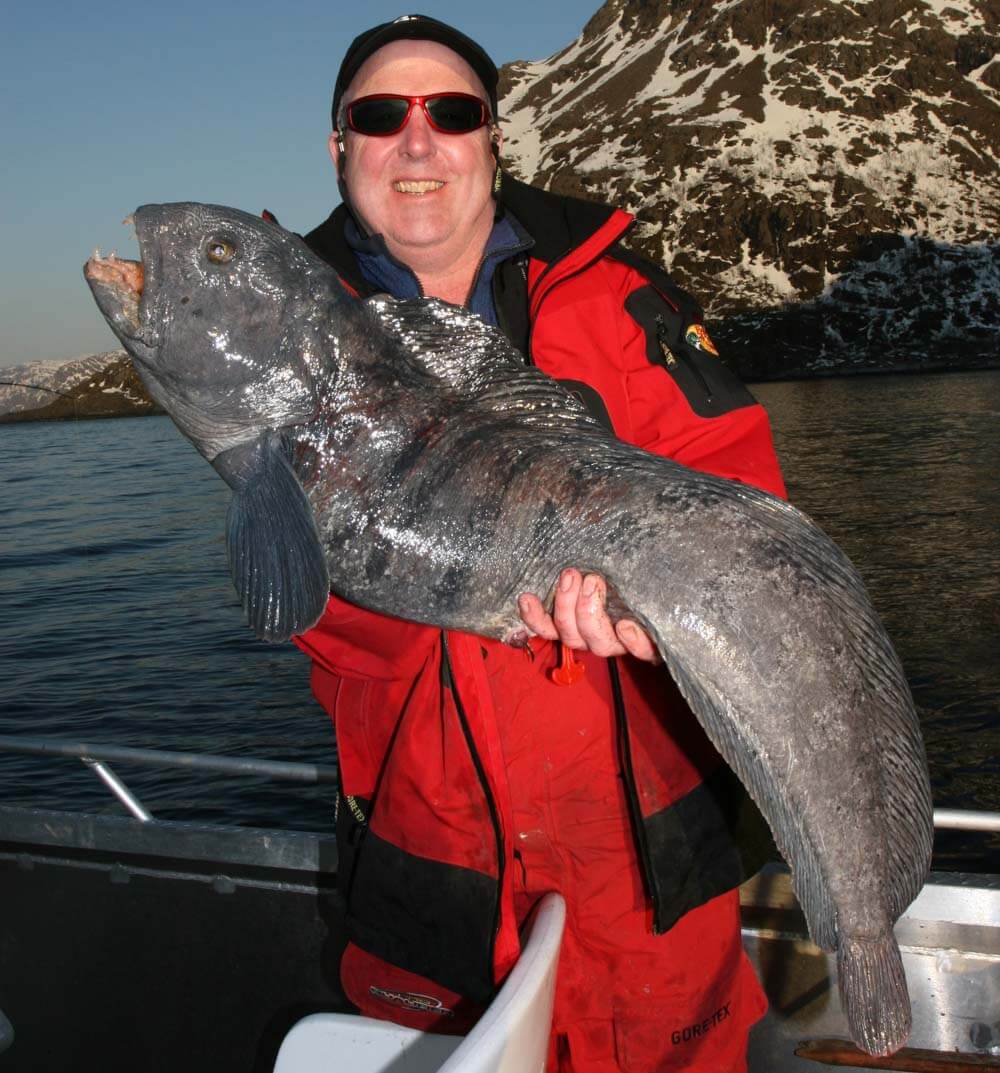 Norský wolffish