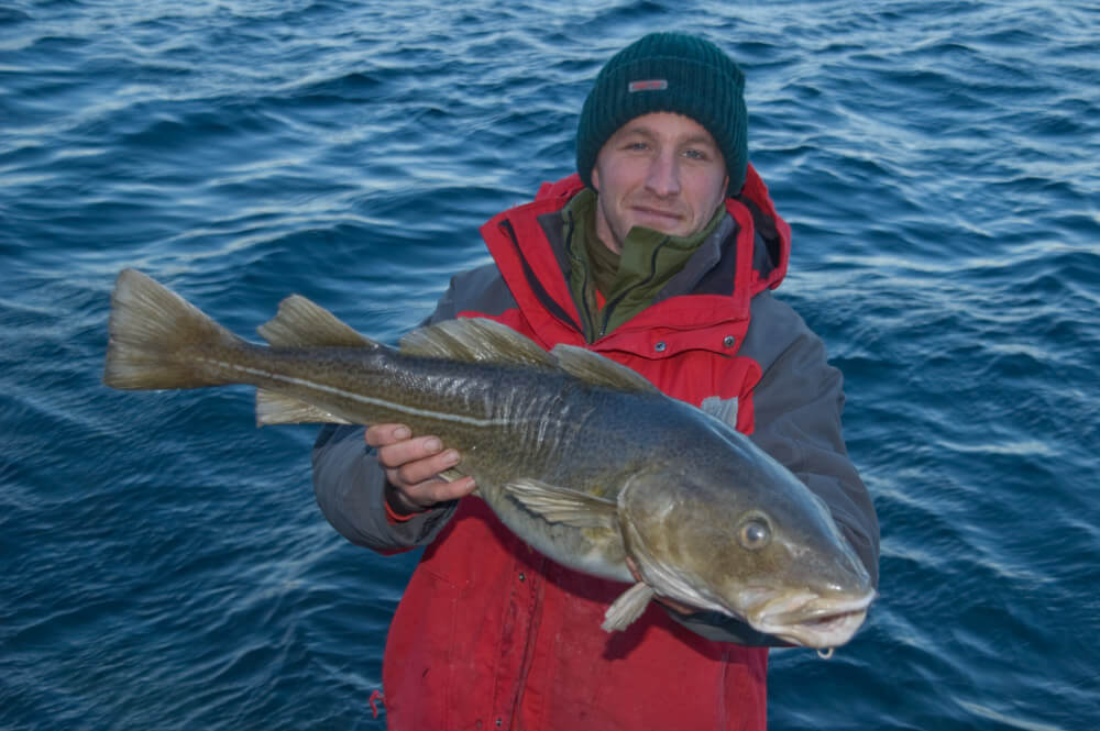 Norwegian shore caught cod