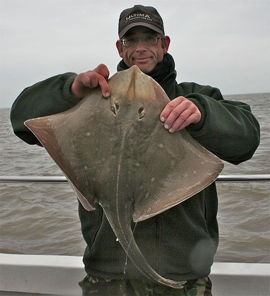A small eyed ray for John Shapland