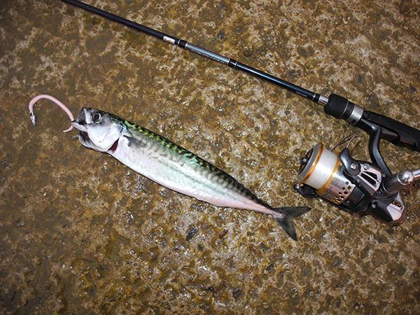 Mackerel give great sport on the light tackle