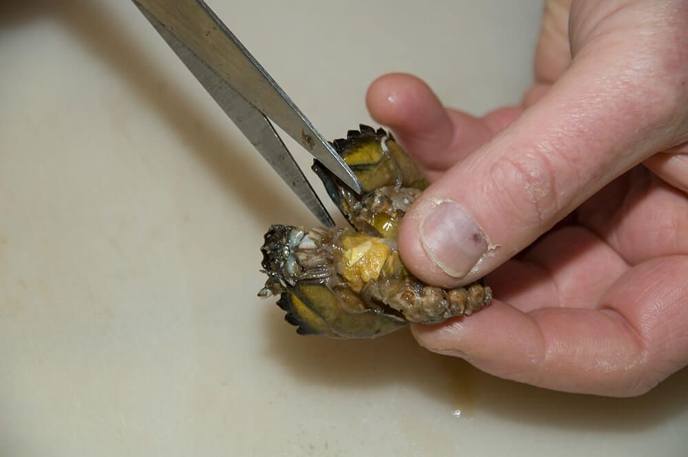 Peeler crab bait