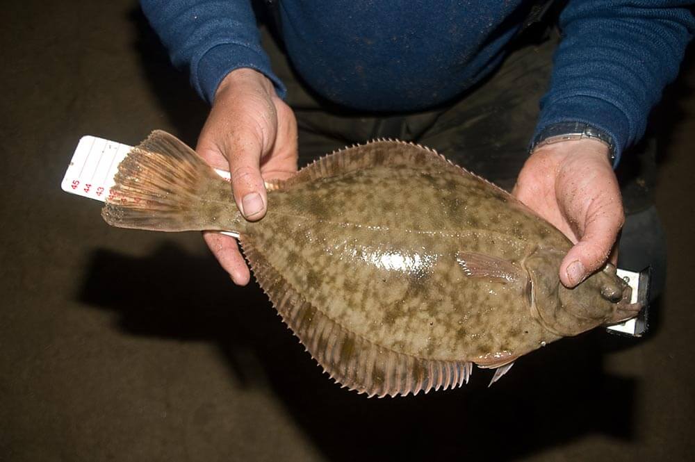 How to catch flounder  Talk Sea Fishing - Sea Angling Forums & Catch  Reports