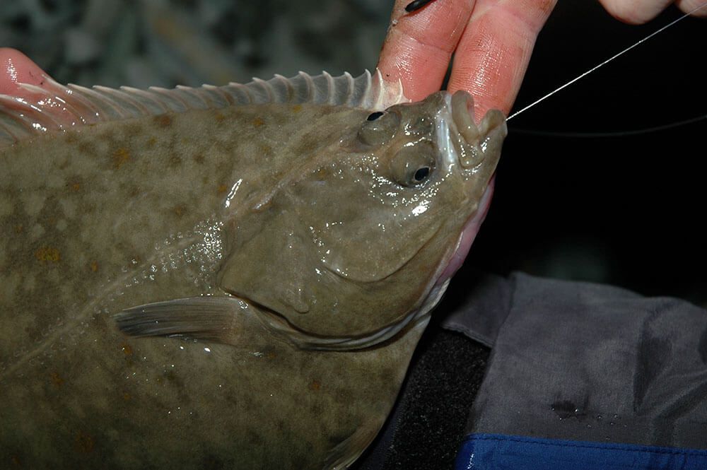 Wire booms can be effective for flat fish...