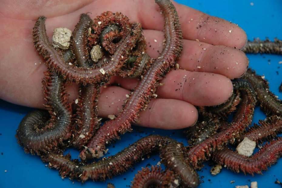 King ragworm baits  Talk Sea Fishing - Sea Angling Forums & Catch Reports