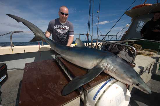 The Best Shark Bait Guaranteed To Attract Big Sharks (And How To Rig It) 