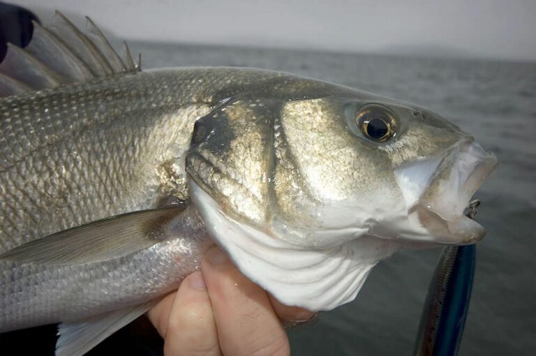 Spinning for bass - Talk Sea Fishing