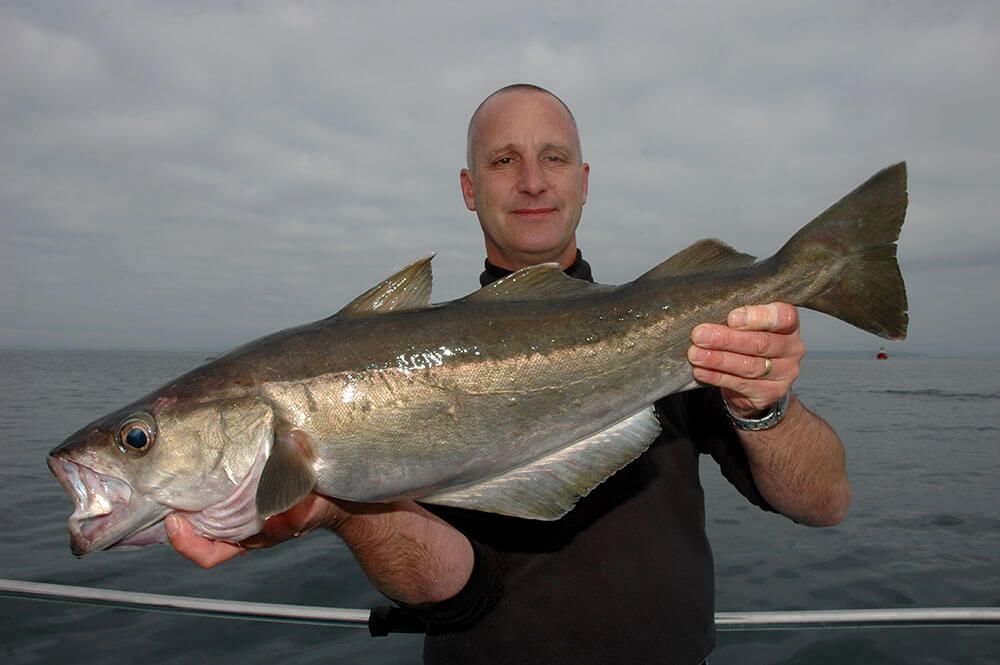 How to catch pollack  Talk Sea Fishing - Sea Angling Forums & Catch Reports