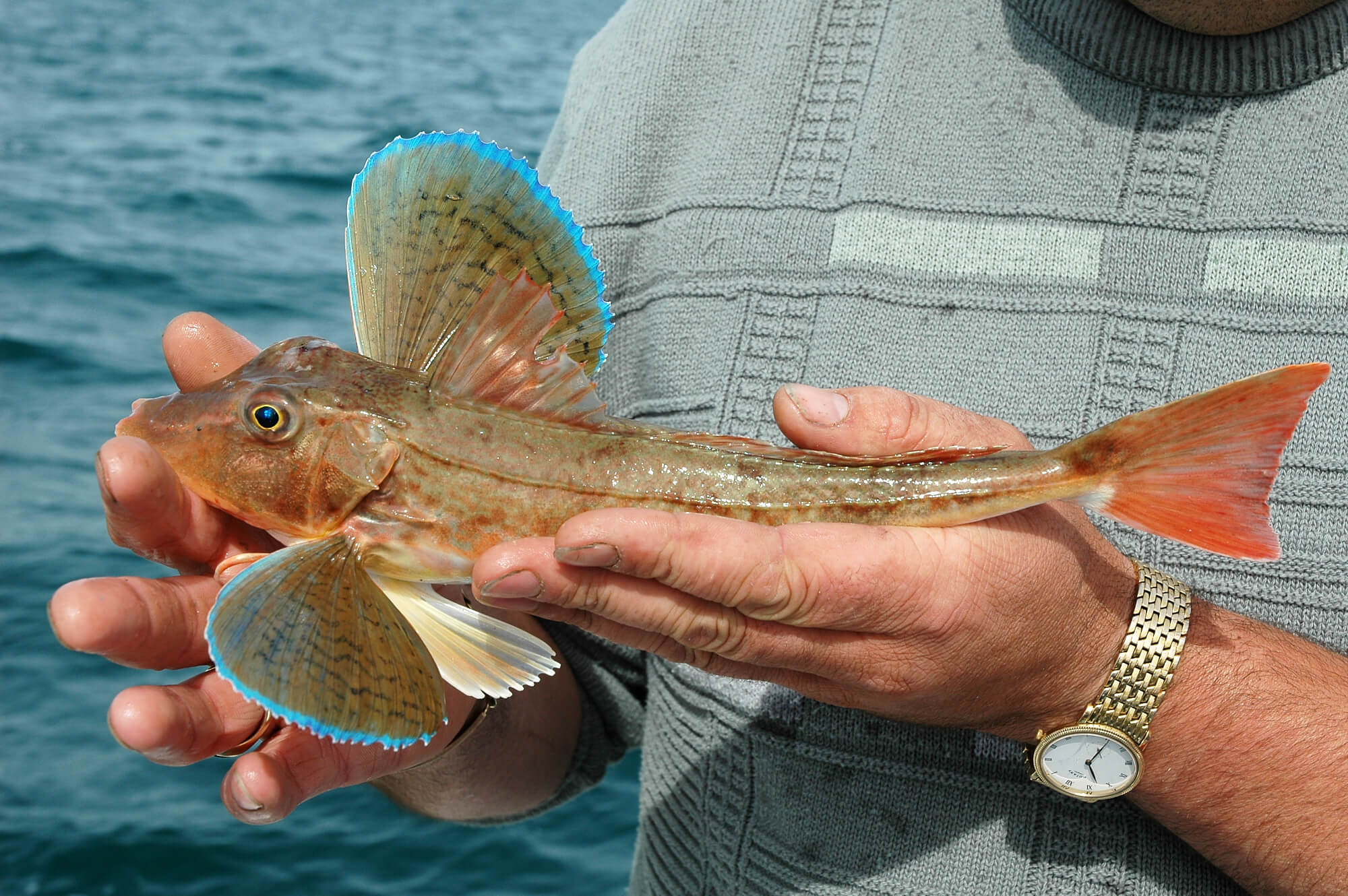 Gurnard Fishing How To Catch Gurnards Talk Sea Fishing