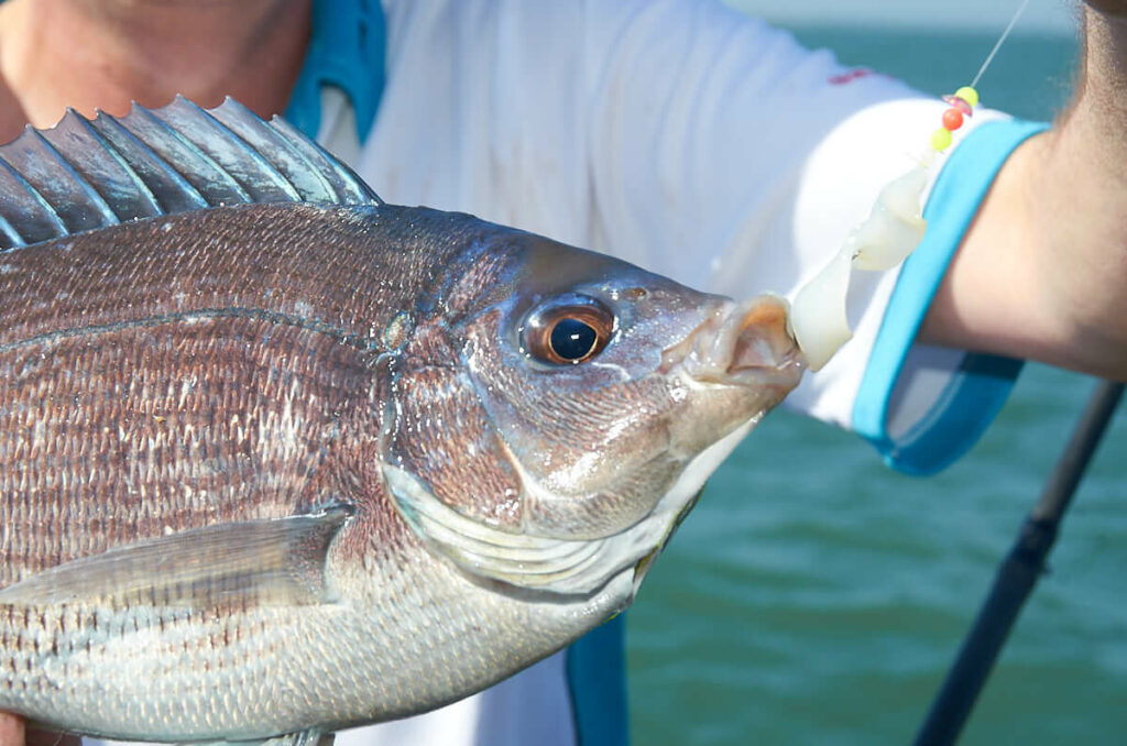 How to catch black bream  Talk Sea Fishing - Sea Angling Forums