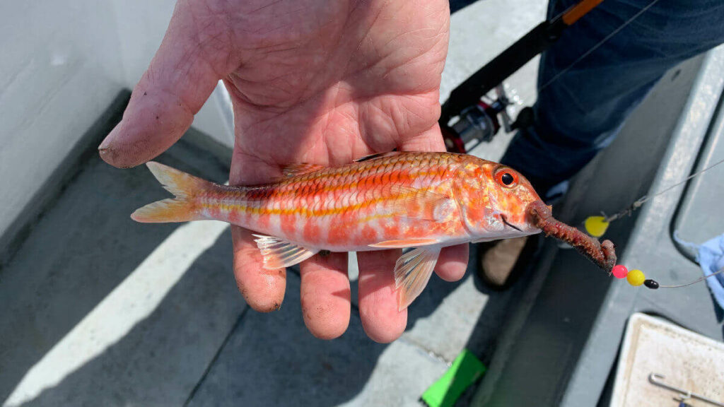 How to catch red mullet  Talk Sea Fishing - Sea Angling Forums & Catch  Reports