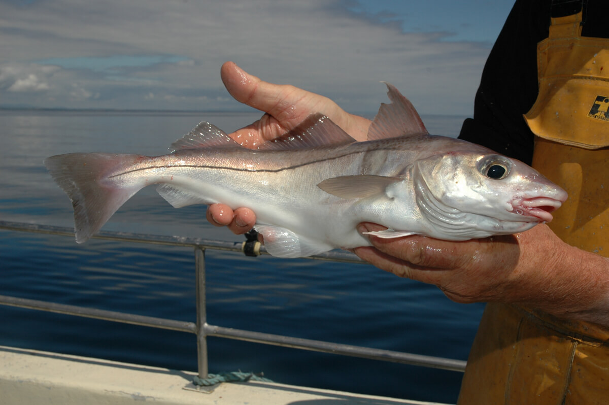 Haddock Fishing How to Catch Haddock Talk Sea Fishing