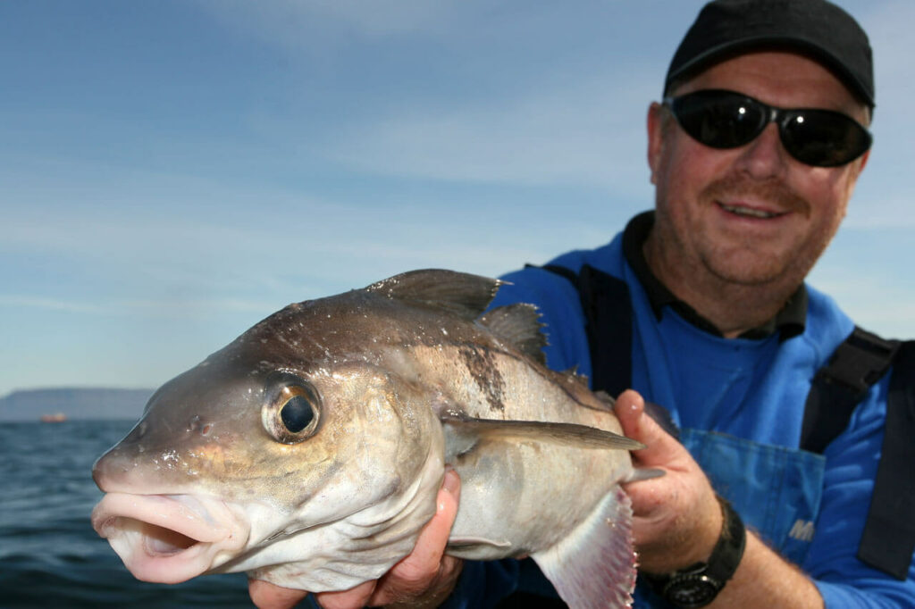 Haddock Fishing How to Catch Haddock Talk Sea Fishing